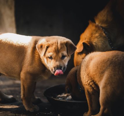 Cesar Pink Pack wet food