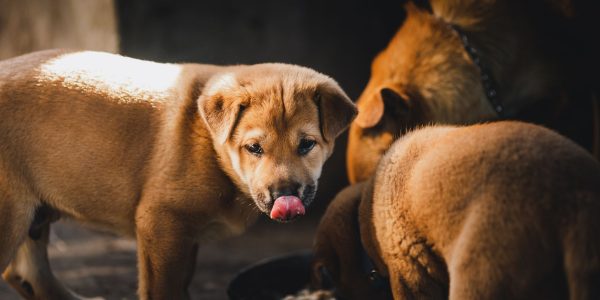 Cesar Pink Pack wet food