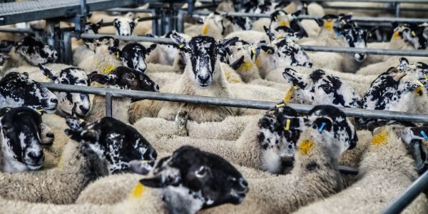 farmers' welfare commitment