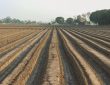 Makhana cultivation subsidy