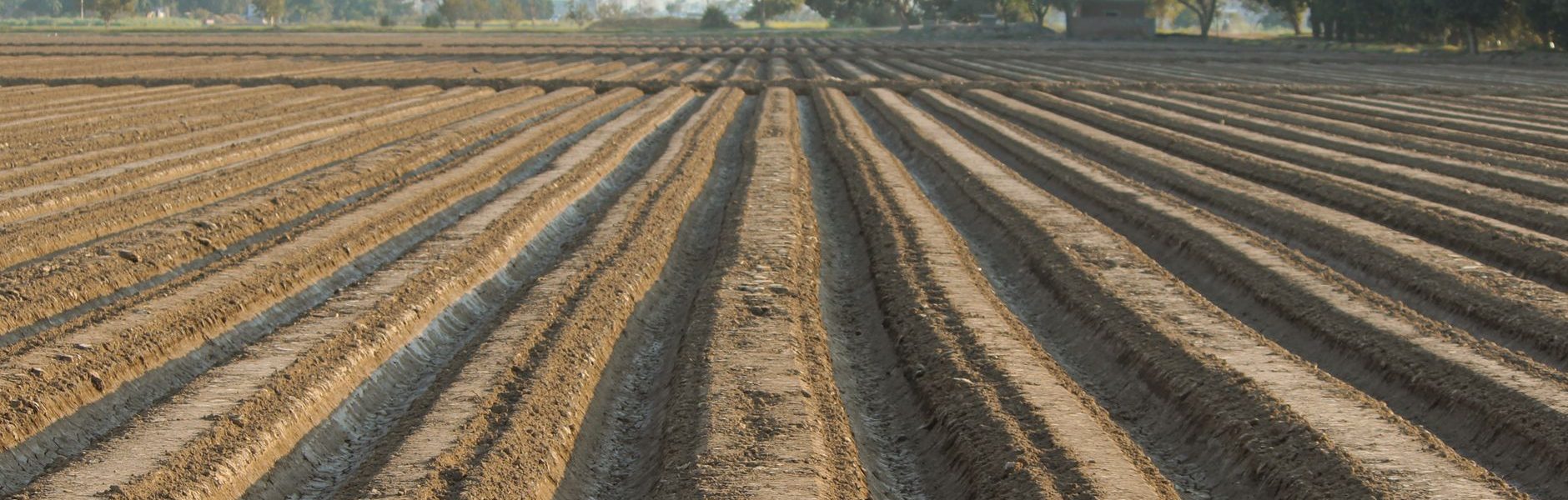 Makhana cultivation subsidy
