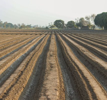 Makhana cultivation subsidy