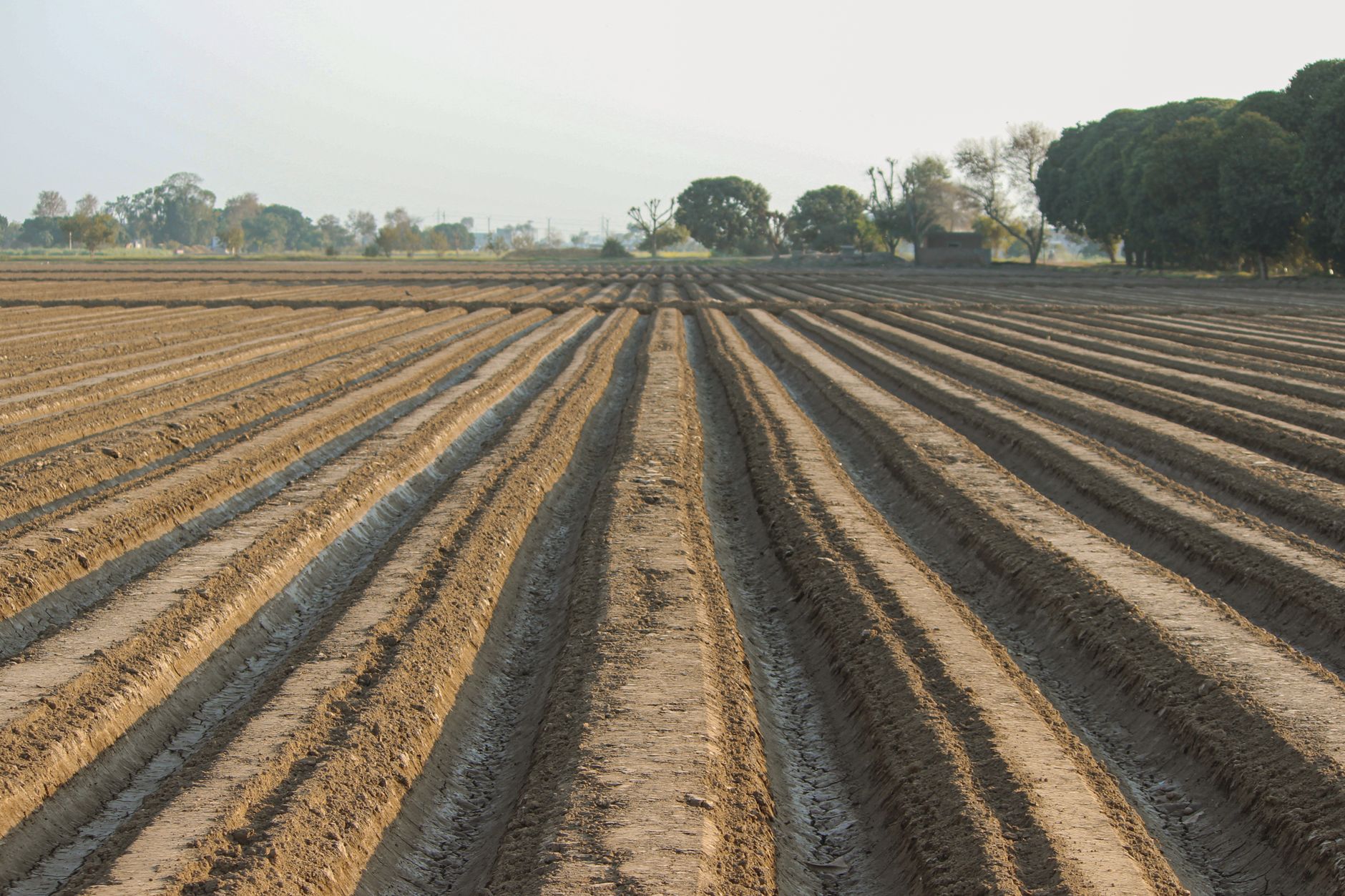 Makhana cultivation subsidy