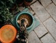 meal toppers for cats