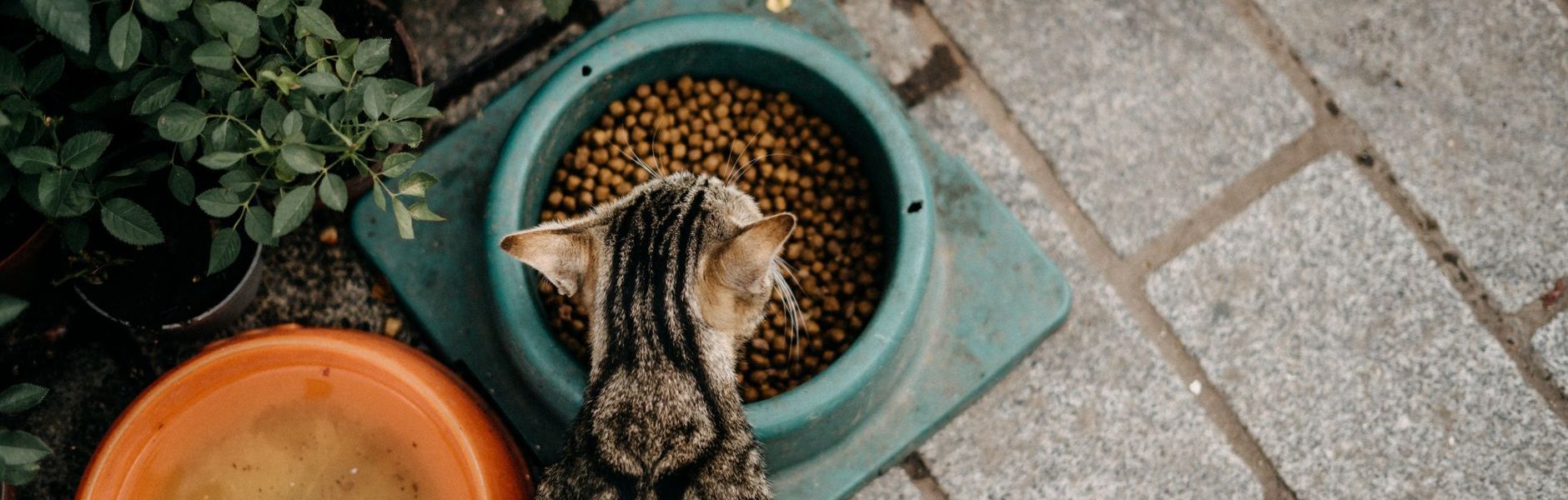 meal toppers for cats
