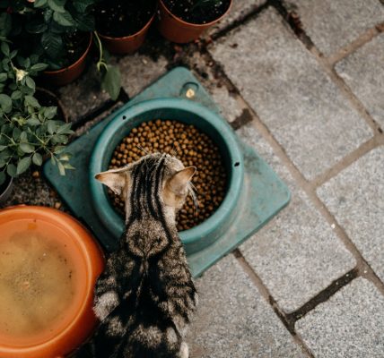 meal toppers for cats