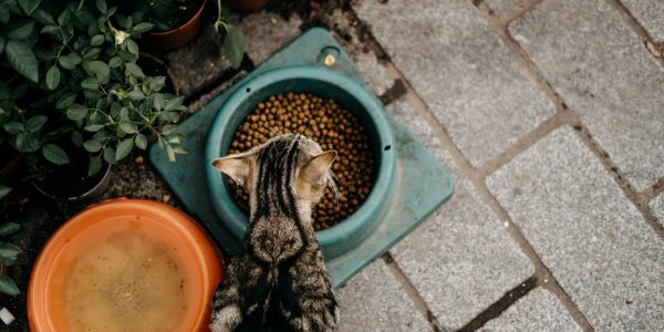 meal toppers for cats