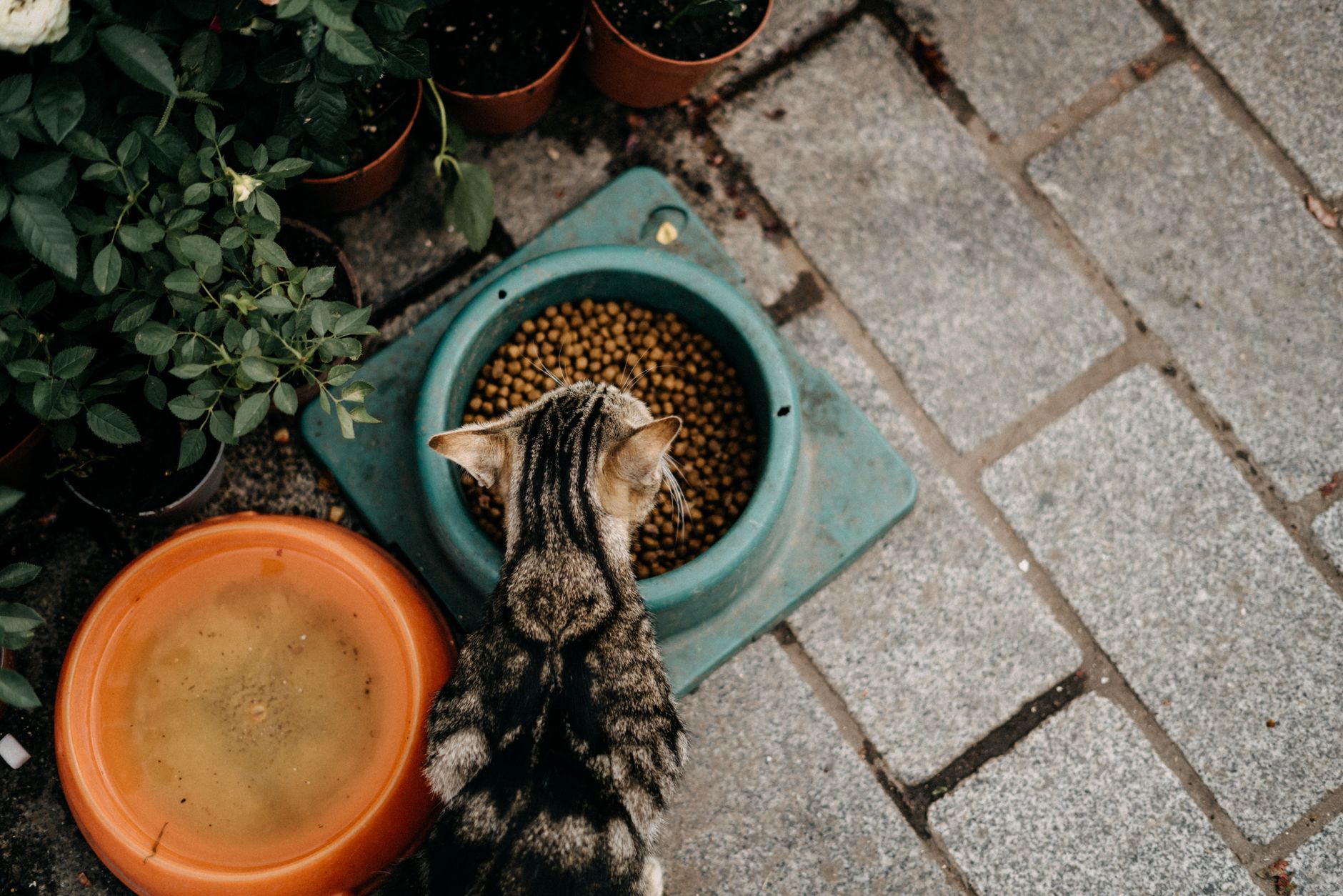 meal toppers for cats